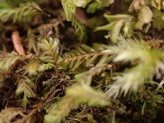 Plagiochila