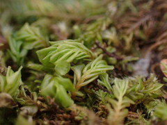 Plagiochila