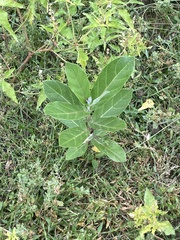 Calotropis
