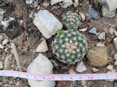 Coryphantha salinensis