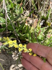 Aspalathus ericifolia