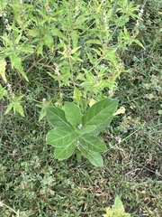 Calotropis