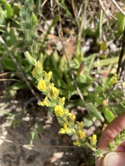 Aspalathus ericifolia