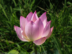 Nelumbo nucifera