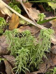 Sphagnum squarrosum
