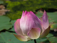 Nelumbo nucifera