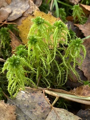 Sphagnum squarrosum