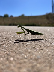 Mantis religiosa