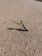 Mantis religiosa