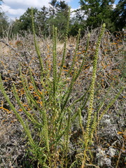 Reseda luteola