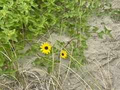 Helianthus debilis