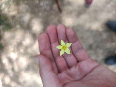 Centaurium maritimum