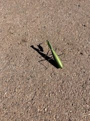 Mantis religiosa