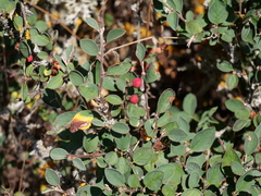 Cotoneaster integerrimus