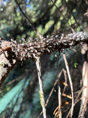 Tuberolachnus salignus