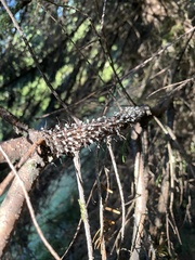 Tuberolachnus salignus