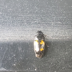 Glischrochilus fasciatus