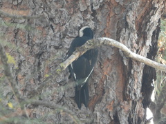 Dryobates albolarvatus