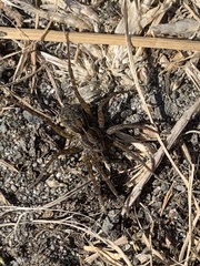Lycosinae
