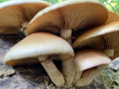 Fungi
