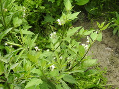 Solanum pilcomayense