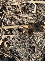 Lycosinae