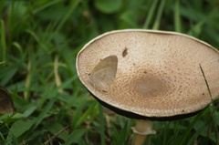 Cissia phronius