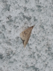 Udea