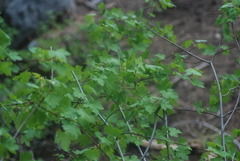 Acer glabrum