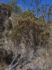 Baccharis linearifolia