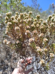 Baccharis linearifolia