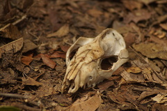 Didelphis aurita