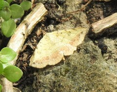 Hemeroplanis scopulepes