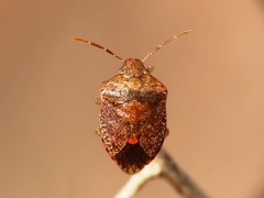 Dryadocoris apicalis