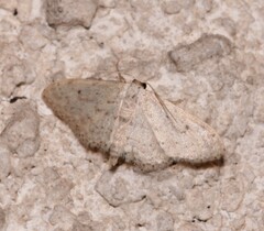 Idaea