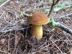 Boletus fibrillosus
