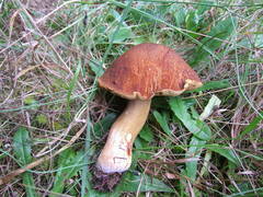 Boletus fibrillosus