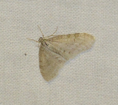 Trichopteryx carpinata