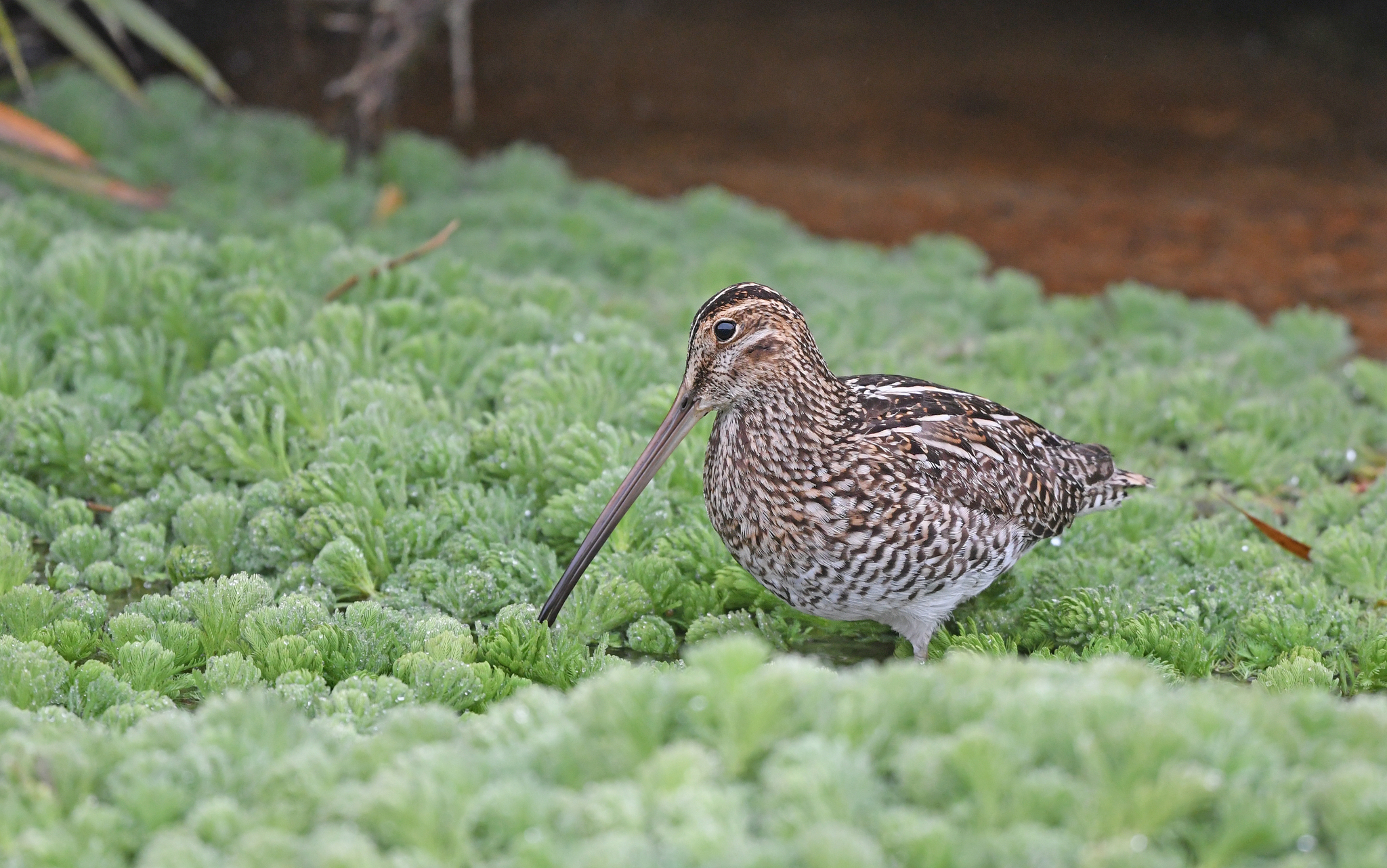 Noble Snipe (Gallinago nobilis), photo 2