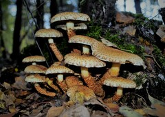 Pholiota squarrosa