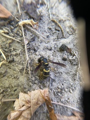 Euodynerus foraminatus