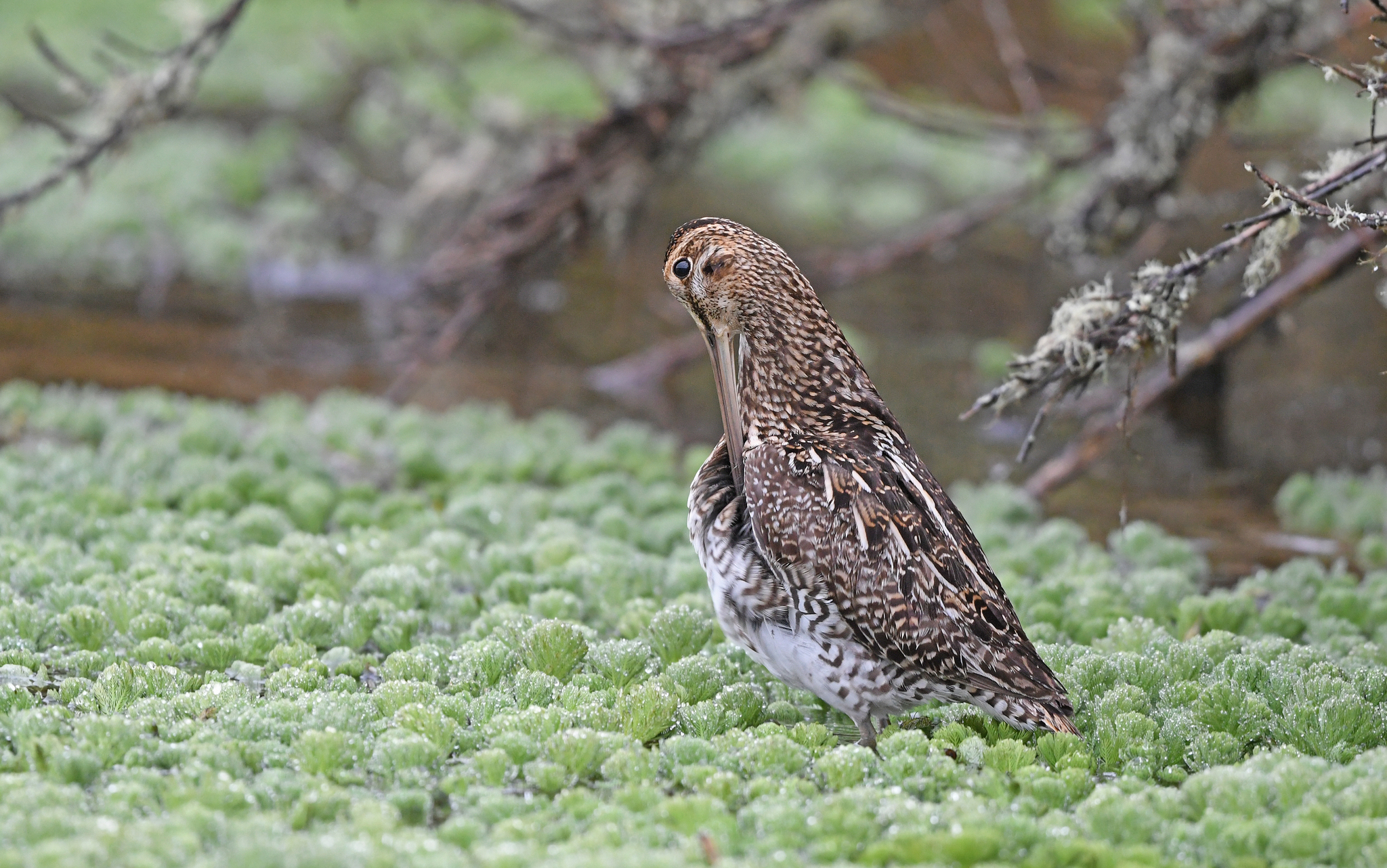 Noble Snipe (Gallinago nobilis), photo 3