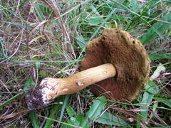 Boletus fibrillosus
