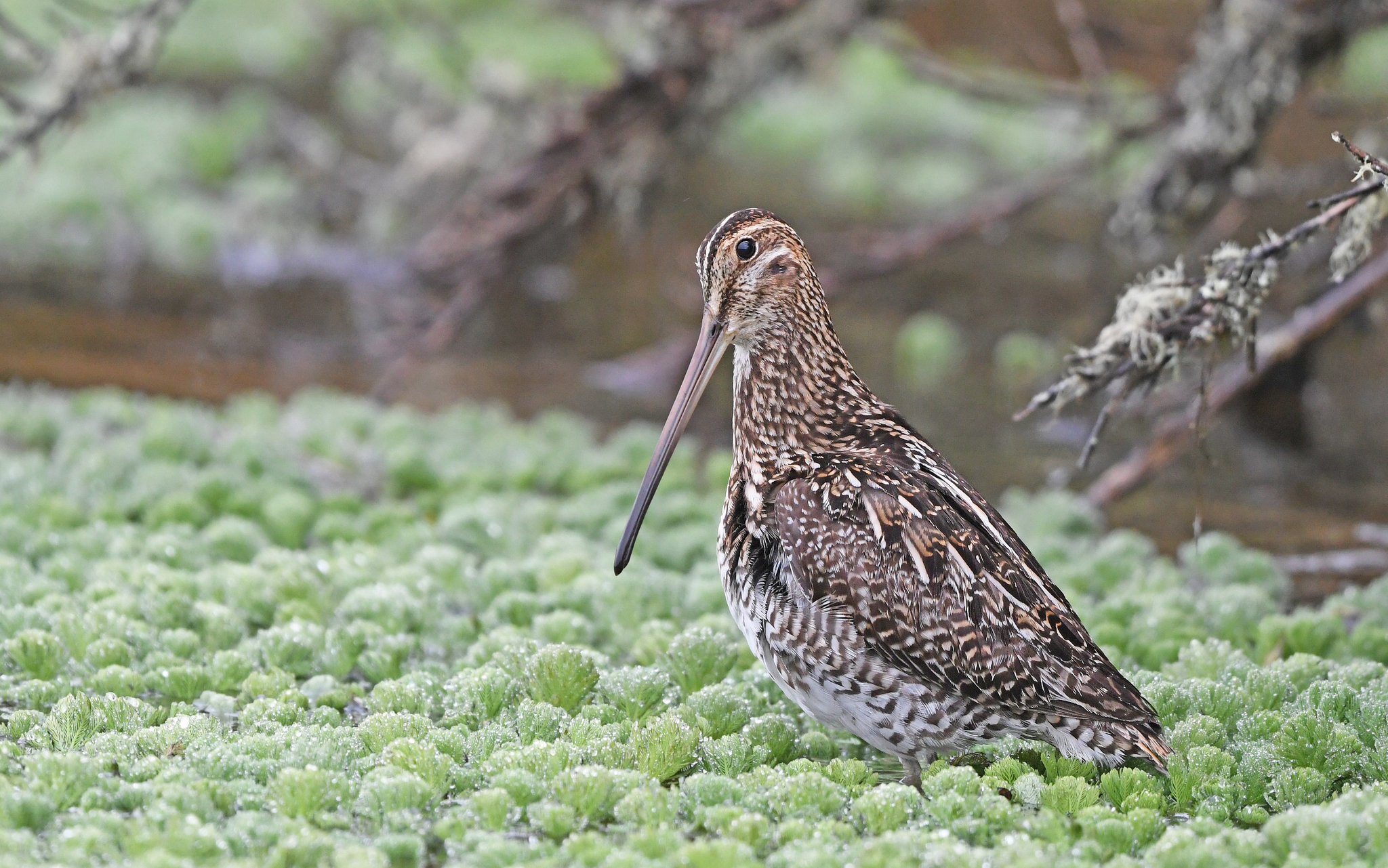 Noble Snipe (Gallinago nobilis), photo 4