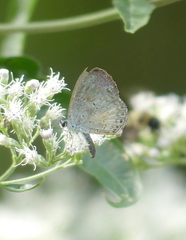 Celastrina lucia