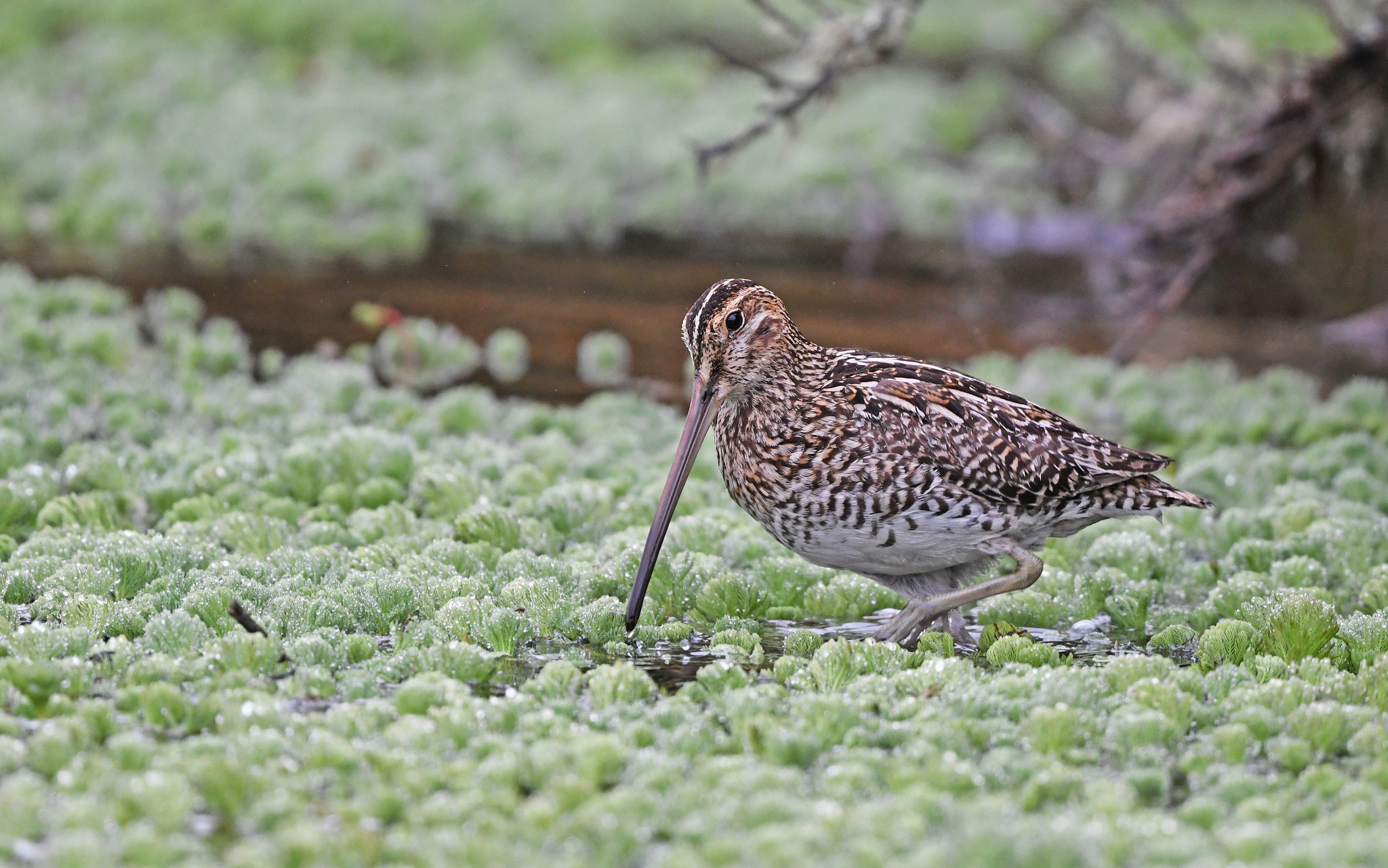 Noble Snipe (Gallinago nobilis), photo 5