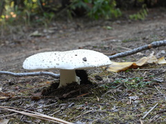 Amanita smithiana