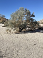 Psorothamnus spinosus