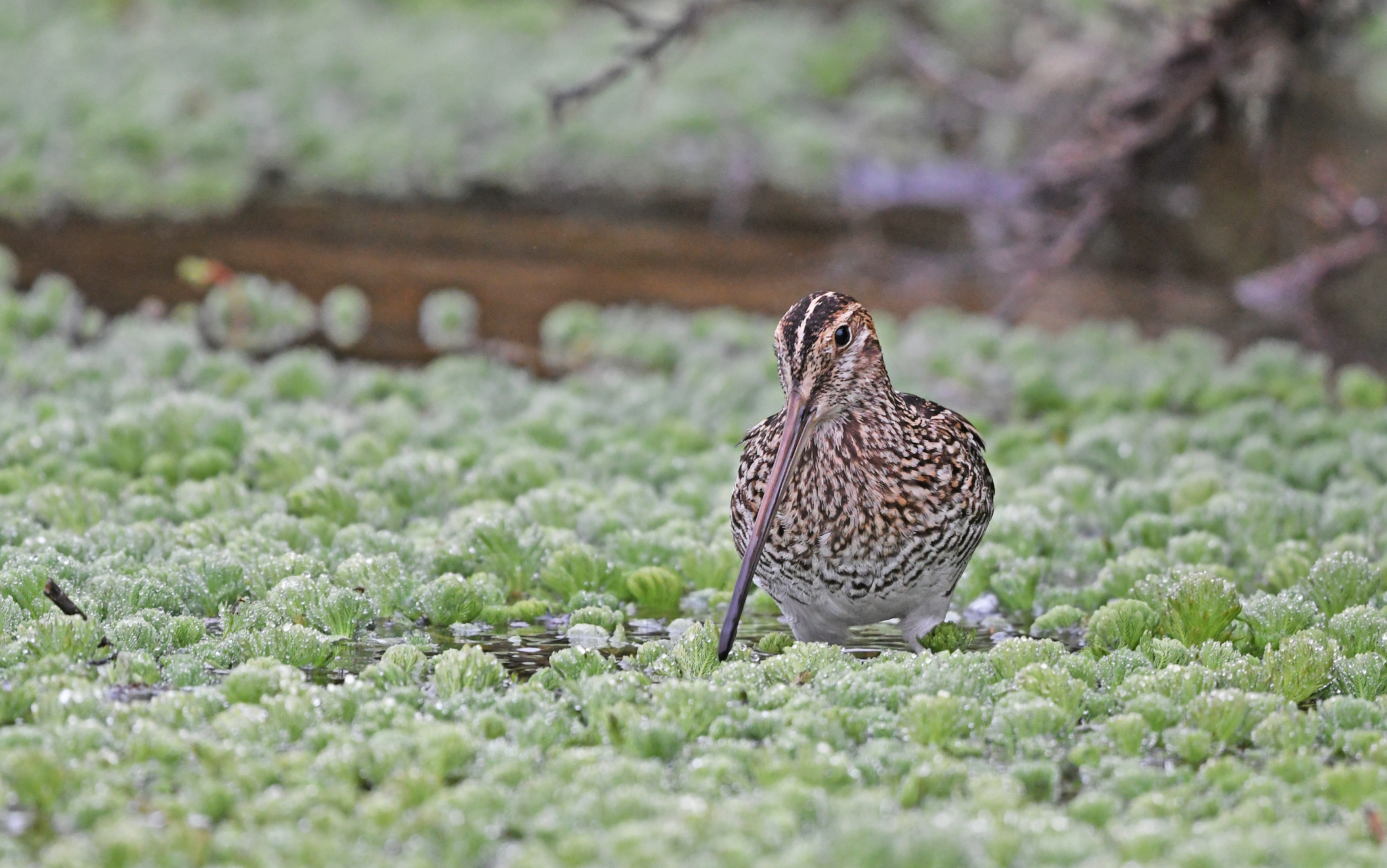 Noble Snipe (Gallinago nobilis), photo 6