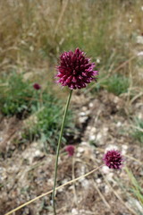 Allium sphaerocephalon